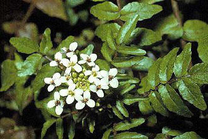 Image of Rorippa nasturtium-aquaticum